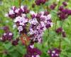 Praktijk Origanum