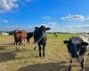 Prinshoeve boerderijvlees