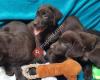 Puppyhome Kwispel & Co