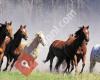 Quarterhorse-auctions