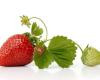 Rapo Strawberry Plants