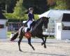 RFS Horses