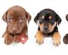 Rik's Dogs Centre