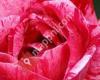 Rosarium Lottum