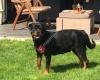 Rottweiler kennel Buusehof