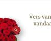 Rozen.nl