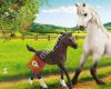 Schleich Paarden