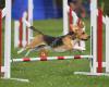 Seven Dogs agility