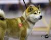 Shiba Kennel  Al-Amaya's en Show Dogs.