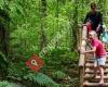 Staatsbosbeheer Drents-Friese Wold