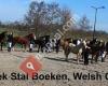 Stal Boeken