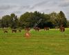 Stal Eemster Hereford Breeder