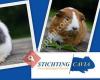 Stichting cavia