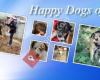 Stichting Happy Dogs of Romania