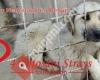 Stichting Heart 4 Botosani Strays