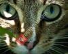 Stichting Kat in Nood