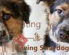 Stichting Saving Straydogs Sarajevo