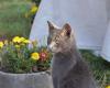 Stichting Wetland Cats