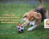 Students 4 Animals