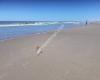 Surfschool Hoek van Holland