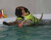 Swim4Dogs