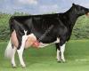 Tellingen Holsteins