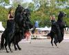 Thafalonie Stables NL - Classical Dressage & Horse Shows
