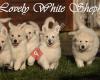 The Lovely White Shepherd Zwitserse Witte Herder