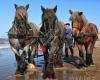 Trekpaardenteam Jagro
