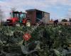 Tuinbouwbedrijf Huijser Oud Beijerland