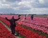 Tulpenexcursie / Tulip excursion