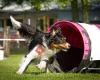 Twize Dogsport