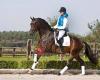 Van Beek Dressagehorses