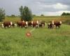 Van de bommel Herefords
