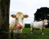 Veehandel van Lieshout VOF / Van Lieshout Livestock