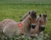 Vereniging Het Nederlandse Fjordenpaarden Stamboek