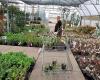 Verstegen Tuinplanten