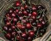 Verwoert Fruit