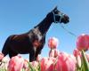 VOEL Coaching met paarden