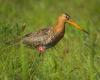 Vogelwacht Woudsend