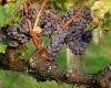 way of wine