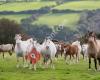 Welsh Pony & Cob Studs Mapped