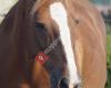 West-Wind Coaching & Begeleiding met inzet van paarden
