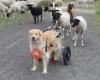 wheelchair-dogs