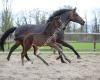 Wijnveen Horses | Sportpaarden fokkerij | Veulens | Dressuur en Springen