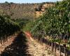 Wines4u