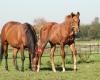 WNL Quarterhorses